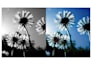 professionally colorize black and white photos and restore